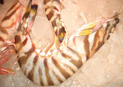 斑节虾——日本囊(náng)对虾