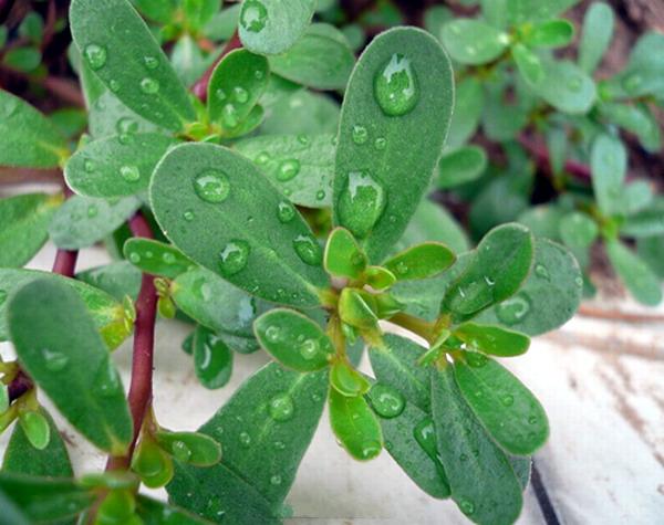 宁德人常用青草药及功效,赶紧收藏