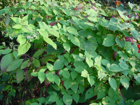 屏南民间青草药大全