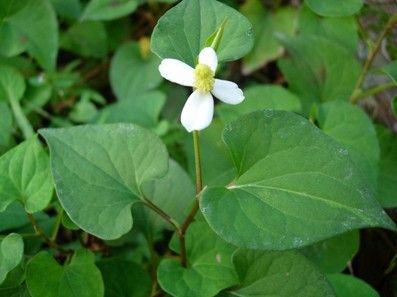 民间青草药大全集图片