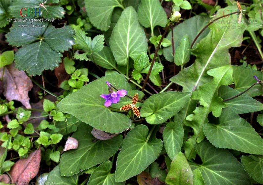 屏南民间青草药大全