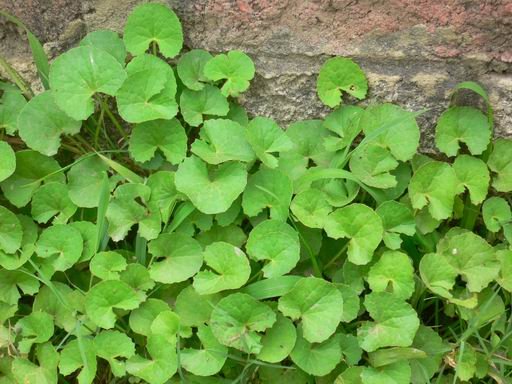 1,积雪草又名老花碗,乞食碗,铜钱草.多年生匍匐草本.