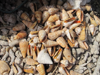 西沙印象之鸭公岛