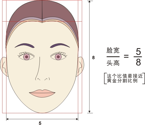 大眾焦點:五官長寬比例是否更接近黃金分割比例 導入標準:五官晨眄