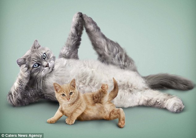 动物瑜伽,值得一看搞笑死了