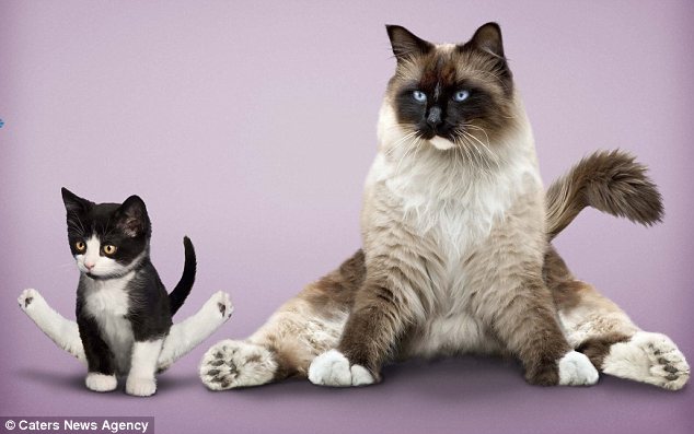 动物瑜伽,值得一看搞笑死了