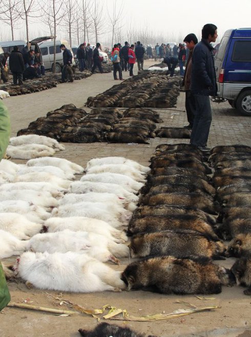 皮草,不希望中国继续皮草出口大国                    生动物被捕杀