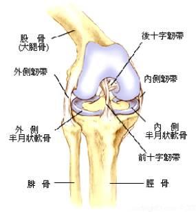 內部股骨下端和脛骨上端之間的接連處所墊的一塊新月形的纖維軟骨組織