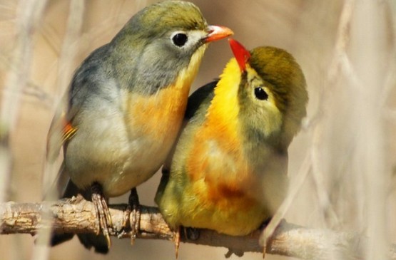 6,相思鳥:6月15日~7月16日出生.