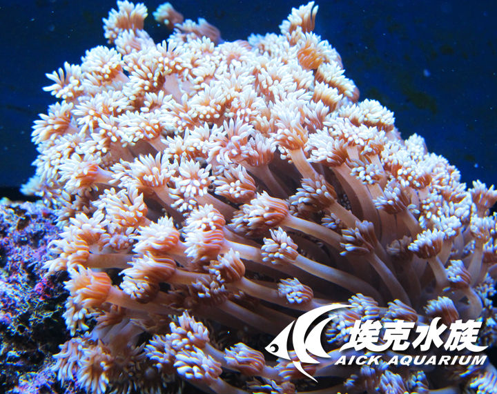宝石花珊瑚类似宝石花,有很多种颜色,整日都十分活跃,触手在那伸展