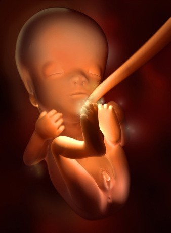 《健康天天读》第309期:胎儿发育图 