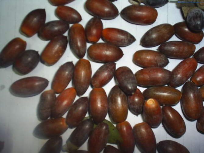 就能摘到,很清甜的板栗:野草莓酸酸甜甜的客家话:三月跑乌稔--桃金娘