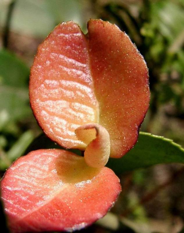 回归线上的客家人2008客家山果大盘点