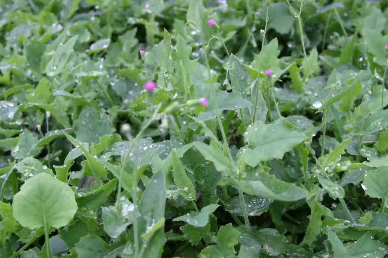 每日一学草药1:叶下红(一点红)