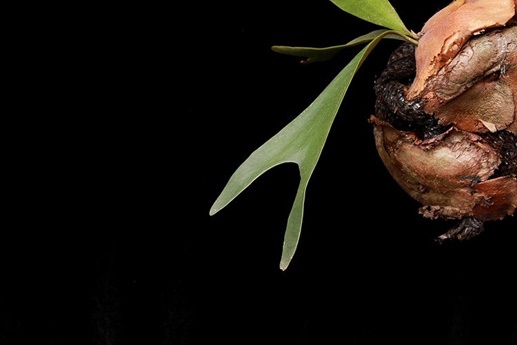 鹿角蕨 staghorn fern