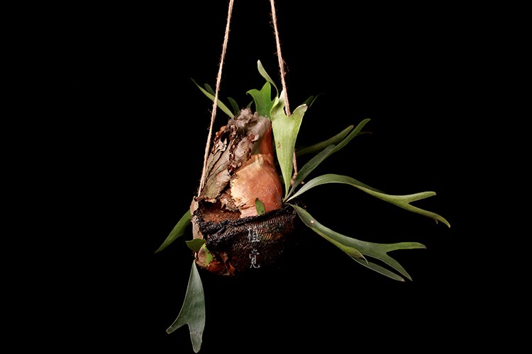 鹿角蕨 staghorn fern