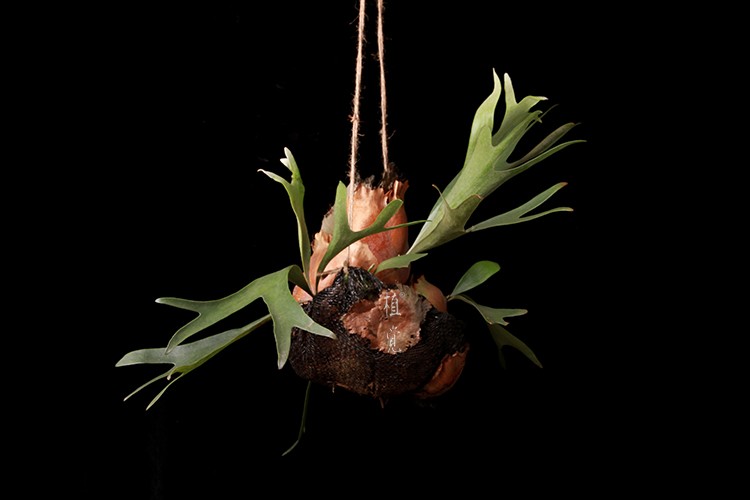 鹿角蕨 staghorn fern