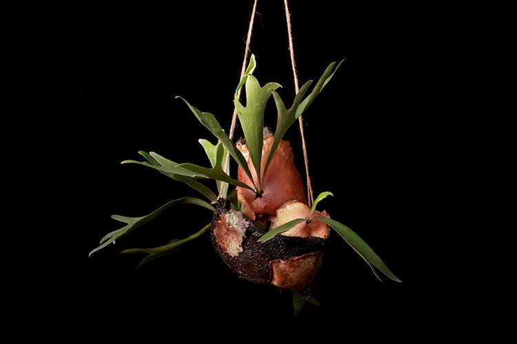 鹿角蕨 staghorn fern