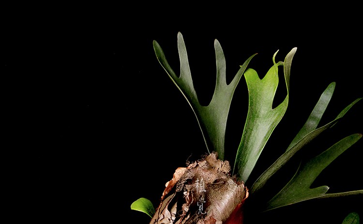 鹿角蕨 staghorn fern