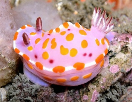 彩色海兔学名:chromodoris quadri