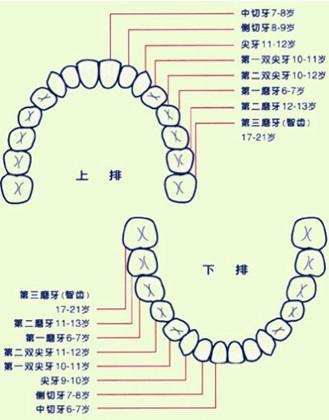 32颗恒牙(包括4颗智齿)